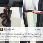 this-snake-emerged-from-a-womans-air-vent-while-she-was-driving-so-hold-your-loved-ones-close-22