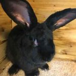 rabbit