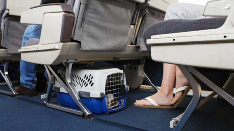Digigit Anjing Sebelum Take-off, Penumpang ini Terpaksa Mendapat Perawatan Medis