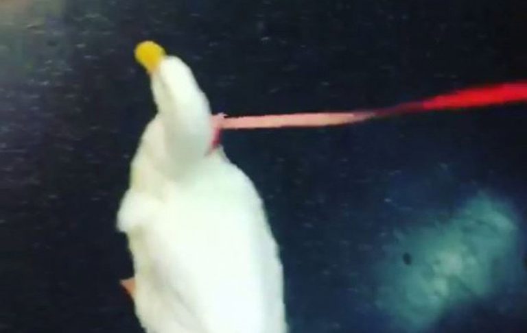 Kwek-Kwek! Bebek ini Bikin Heboh Subway di Brooklyn