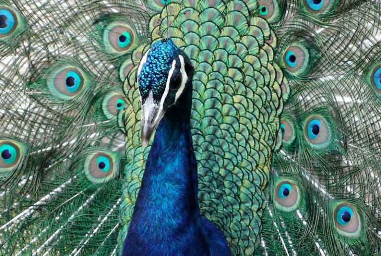Burung Merak, Ikon Pendukung Emosi Ini Dilarang Masuk dalam Penerbangan