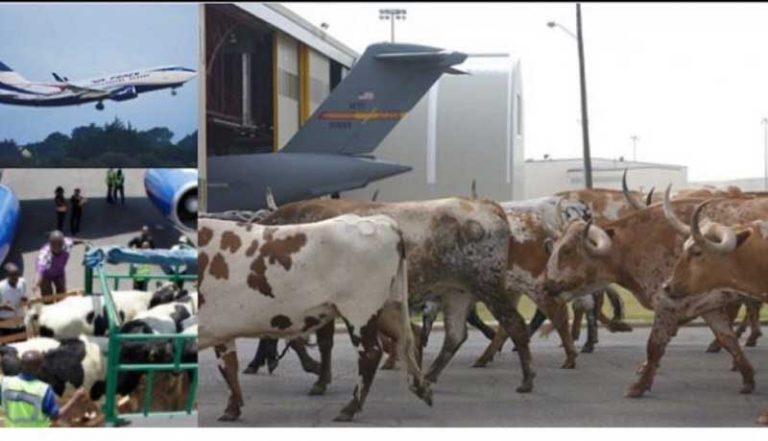 Gegara Ada Kawanan Sapi di Landasan, Manager Bandara di Nigeria Diganjar Skorsing