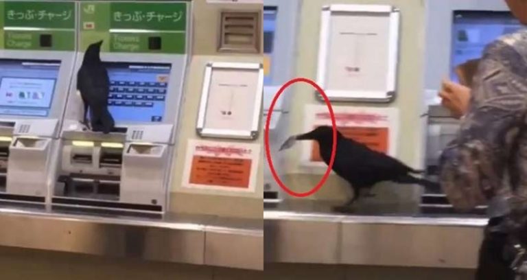 Di Jepang, Burung Gagak ini Juga Ikut Beli Tiket Kereta Lho!
