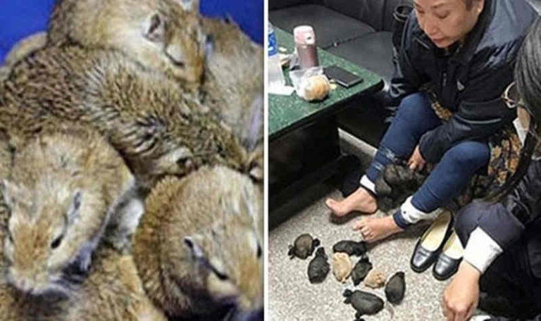Nekad! Penumpang Paruh Baya Selundupkan Tikus “Gerbil” di Dalam Rok