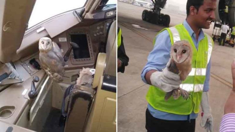 Ditemukan di Dalam Kokpit Jet Airways, Burung Hantu Dianggap Pertanda Baik