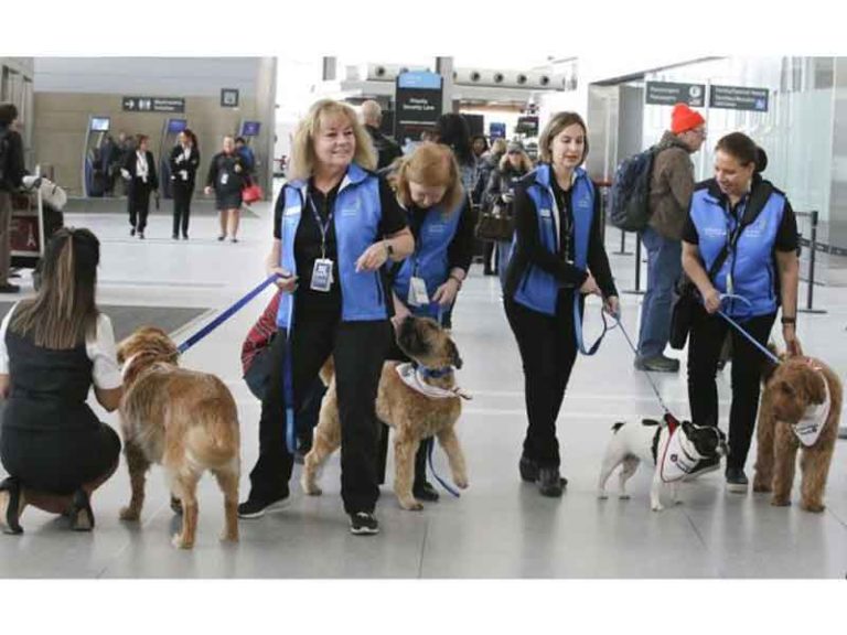 Kurangi Kecemasan Pada Calon Penumpang, Anjing Terapi Hadir di Bandara Toronto Pearson