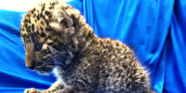 Bayi Macan Tutul Lemas Setelah Disembunyikan di Dalam Tas Bagasi Kargo