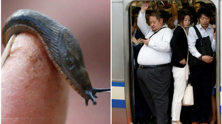Seekor Siput di Jepang Bikin 12 Ribu Penumpang Kereta Mengalami Penundaan, Kok Bisa?