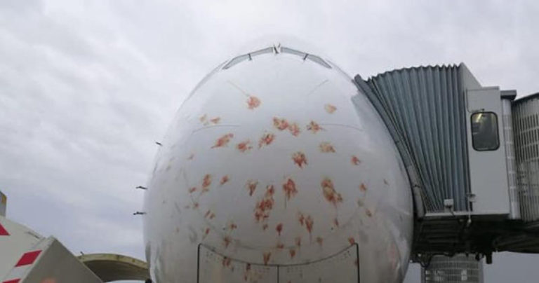 Dihantam Bird Strike, Hidung Airbus A380 Singapore Airlines Berlumuran Darah