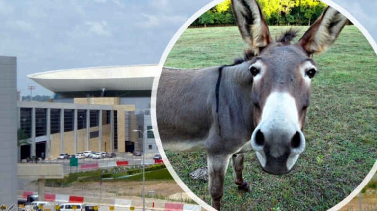 Lucu! Ada Keledai Nyasar ke Bandara Internasional Ben Gurion