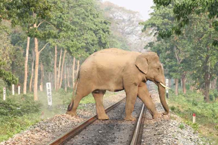 Halau Gajah dari Lintasan Rel, Indian Railways Gunakan Suara Dengungan Lebah