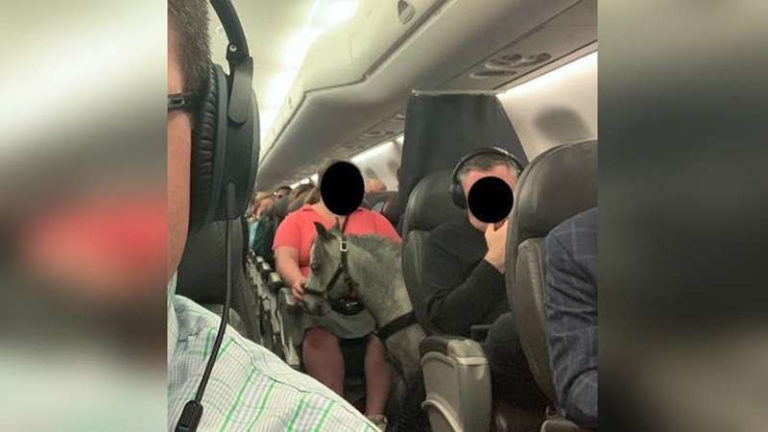 [Video] Kuda Mini Masuk Kabin, Jadi ‘Penumpang’ Unik di Penerbangan American Airlines