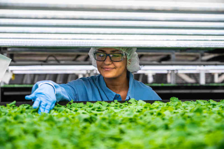 Singapore Airlines Datangkan Sayur Segar dari AeroFarms di New Jersey