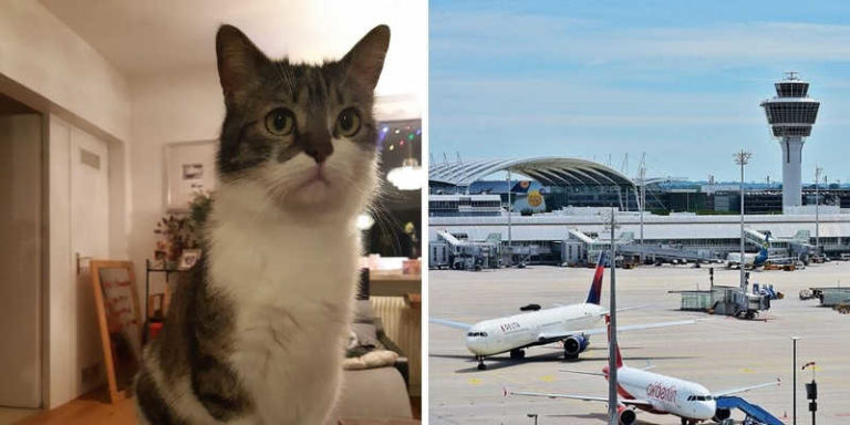 Lufthansa Kehilangan Kucing Milik Penumpang di Bagasi Kargo