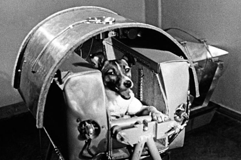Hari ini, 64 Tahun Lalu, Laika jadi Hewan Pertama yang Meluncur ke Orbit Luar Angkasa