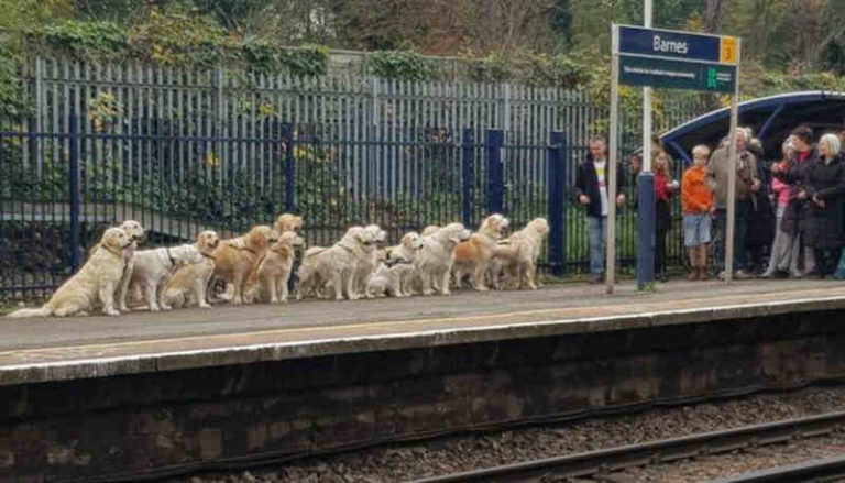 Berbaris di Peron, Anjing Golden Retriever Bukan Tunggu Kereta Tapi Untuk Pemotretan Kalender
