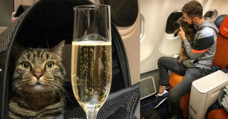 Gara-Gara Kucing Kelebihan Berat Badan, 370 Ribu ‘Miles’ Milik Pria Rusia Dibatalkan Aeroflot