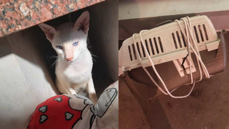 Kucing Penumpang Mati di Pesawat, Aeroflot: Petugas Bandara Harus Bertanggung Jawab