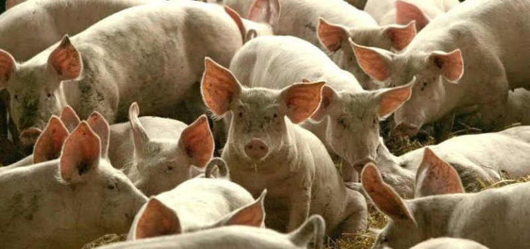 Virus Demam Babi Afrika Mewabah di Indonesia, Peternak Dilarang Beri Makan Babi dari Sisa Makanan Penerbangan