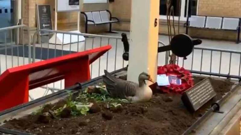 Mother Goose, Angsa Unik Penghuni Stasiun York