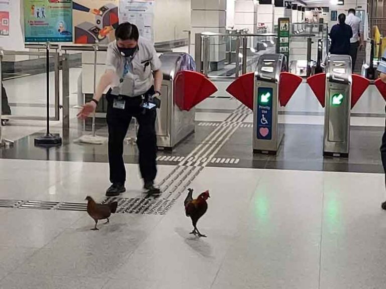 Viral! Dua Ekor Ayam Ikut Rasakan Fasilitas MRT Setelah Pembatasan Covid-19