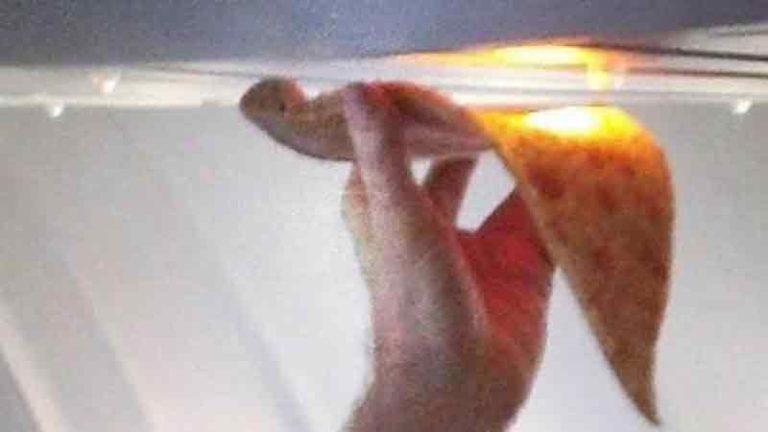 Penumpang Pesawat Hangatkan Pizza Pakai Lampu Kabin, Tertarik Coba?
