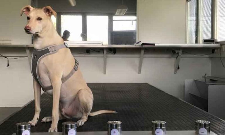 Bandara Helsinki Gunakan Anjing untuk Deteksi Penumpang Terinfeksi Covid-19