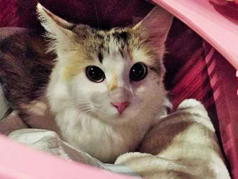 Bawa Tiga Kucing Dalam Kandang dari Delhi, Sampai di Mumbai Hanya Tersisa Dua