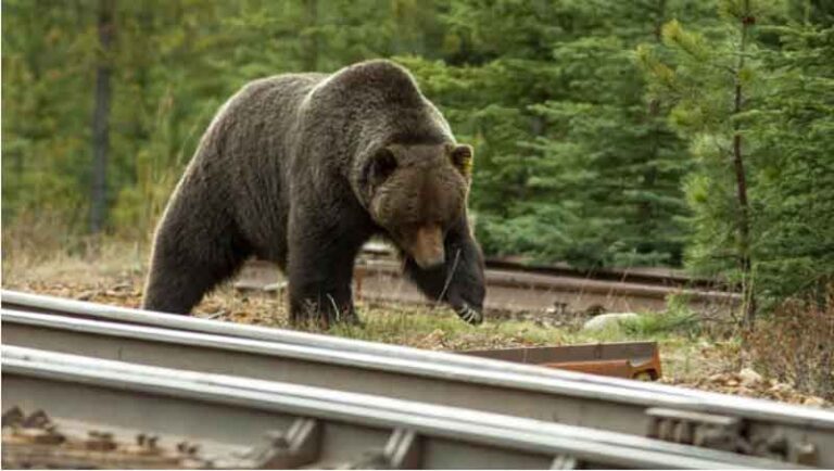 Kecepatan Kereta Ternyata Faktor Utama Pembunuh Satwa Liar di Taman Nasional Banff dan Yoho