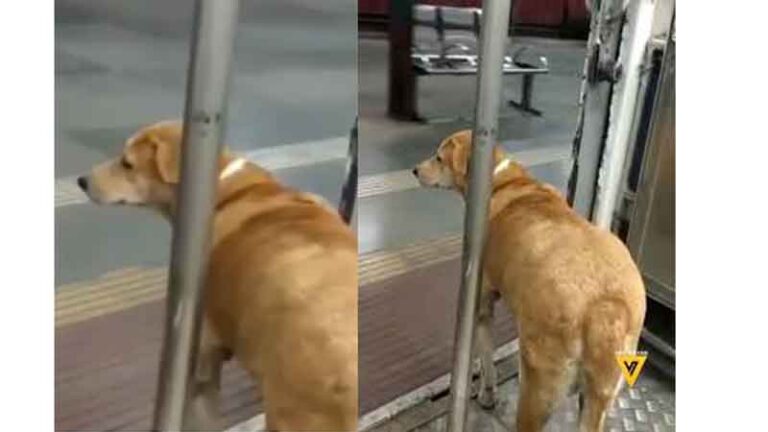 Viral Video Anjing Pintar di India, Tunggu Kereta Hingga Berhenti Baru Turun