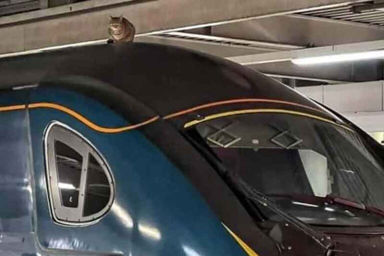 Asyik Manis Duduk di Atas Kereta, Kucing ini Bikin Keberangkatan Kereta Tertunda 2,5 Jam