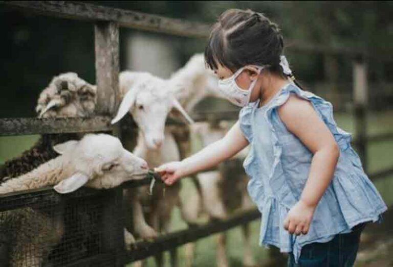 Mau Liburan Seru dan Edukatif Buat Si Kecil? Coba ke Kuntum Farmfiled
