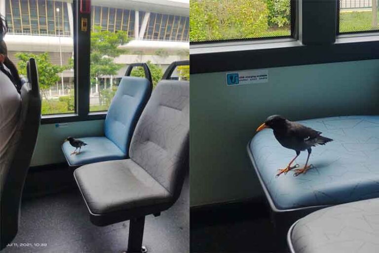 Jadi Viral, Burung Myna Duduk di Kursi Penumpang Bus dengan Tatapan Lelah Tak Berarti