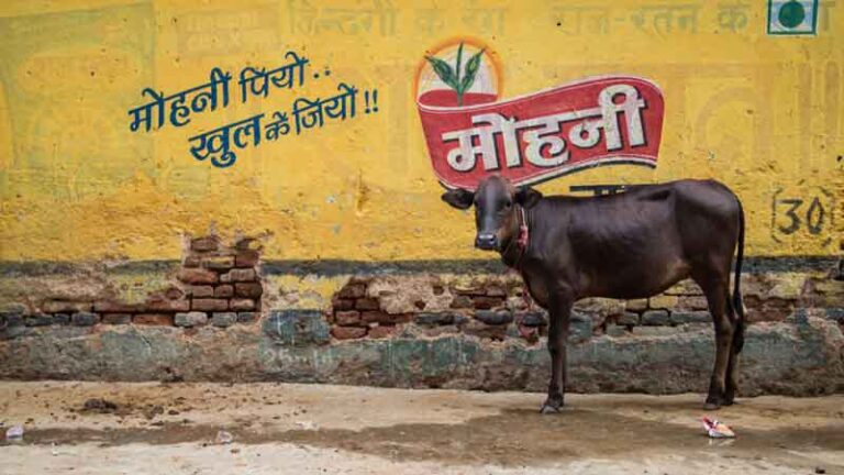 Kontroversi, di India Kotoran Sapi Jadi ‘Obat’ Oles Penangkal Covid-19
