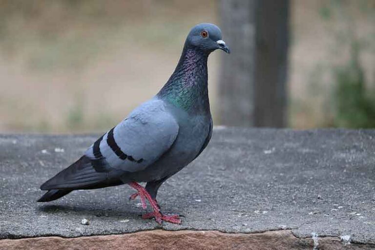 Burung Merpati Masuk Kabin, Bikin Delay Penerbangan United Airlines Tujuan Athena