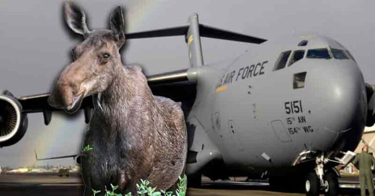 Jadi Ikon Evakuasi Warga di Afghanistan, Boeing C-17 Globemaster Dijuluki ‘Rusa Besar’! Ini Alasannya