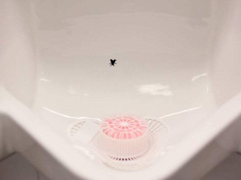 Gambar Lalat di Urinoir, Ternyata Bisa Kurangi Biaya Pembersihan Toilet, ini Sebabnya