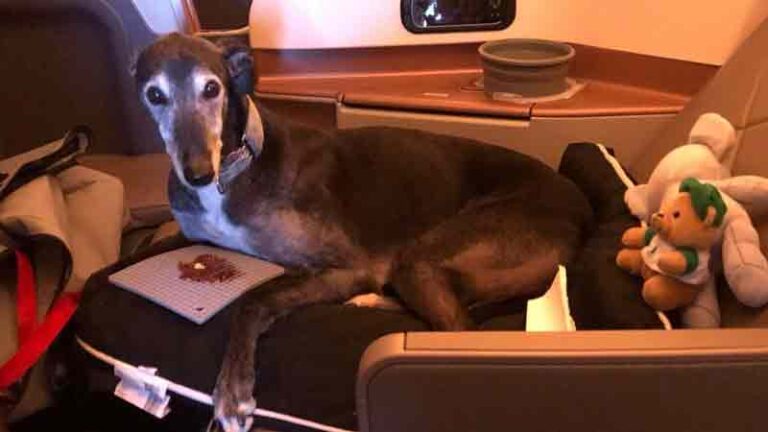 Intip Gaya Anjing Ini Nikmati Kursi Kelas Bisnis Singapore Airlines dari Sydney-Italia