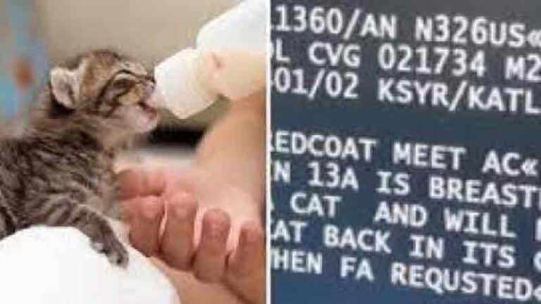 Terlanjur Sayang, Penumpang Wanita Delta Airlines Susui Kucing di Pesawat