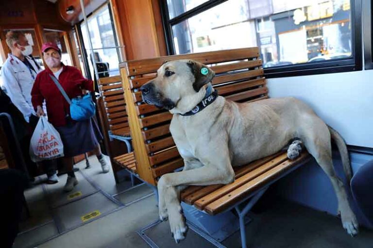 Boji, Anjing Kesayangan Warga Istanbul yang Suka Berkeliling dengan Transportasi Umum