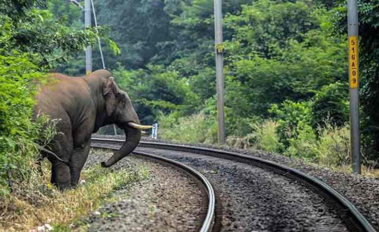 Cegah Gajah Tertabrak Kereta, India Hadirkan Sensor Pengaktif Lampu di Sepanjang Rel