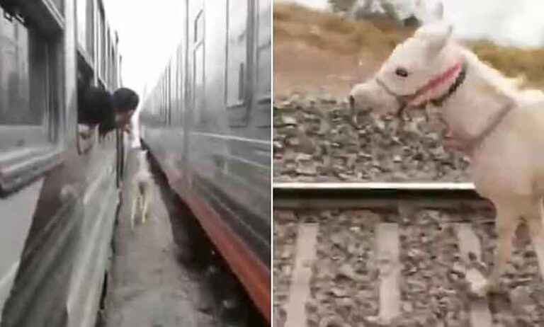 Dramatis, Seekor Kuda Putih Melintasi Celah Sempit di Antara Dua Kereta
