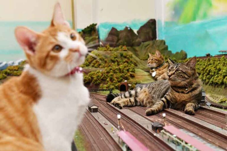 Tampilkan Miniatur Kereta dan Kucing Hidup, Bikin Restoran di Osaka Populer