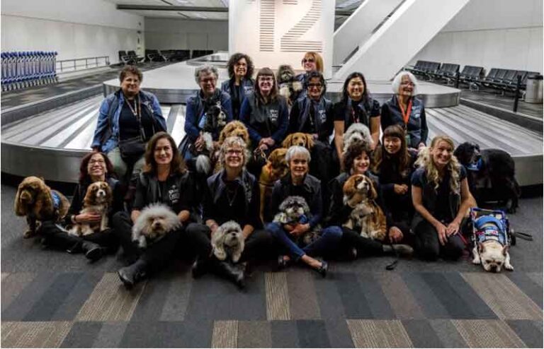 Alex Si Kelinci Masuk Tim Hewan Pelepas Stres di Bandara Internasional San Francisco