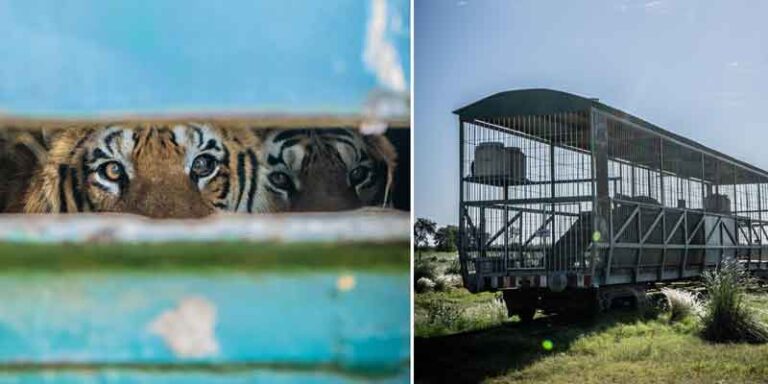 Terkurung 15 Tahun di Gerbong Kereta Sirkus, Empat Harimau Benggala Kembali ke Cagar Alam di Afrika Selatan