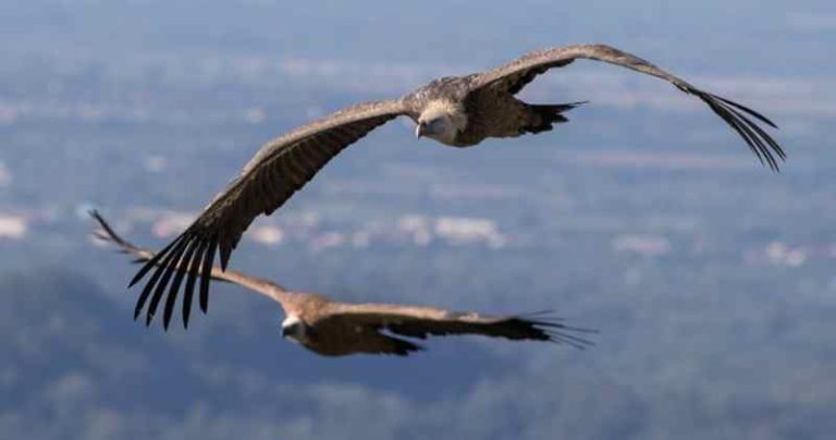 Bird Strike Bukan Hanya Terjadi di Ketinggian Rendah, Burung-burung ini Mampu Terbang Lebih Tinggi dari Pesawat