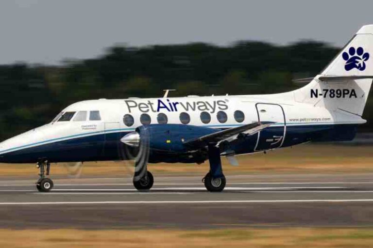 Pet Airways: Maskapai Penerbangan Khusus Hewan yang Pernah Mengudara di AS