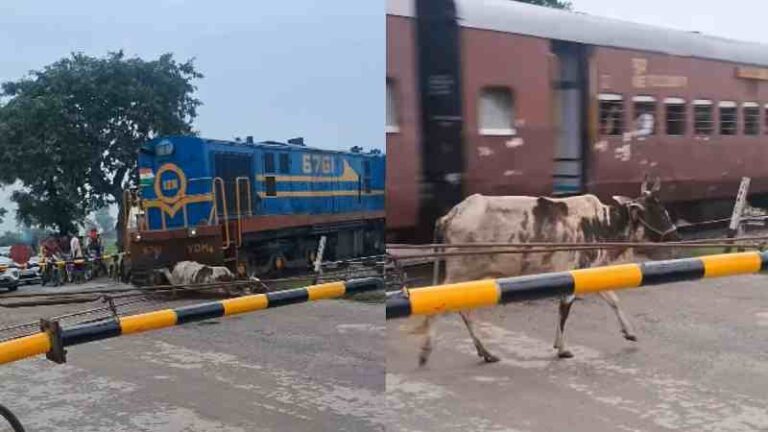 Ajaib! Seekor Sapi di India Selamat Tanpa Luka Usai Tertabrak Kereta Api di Perlintasan Sebidang